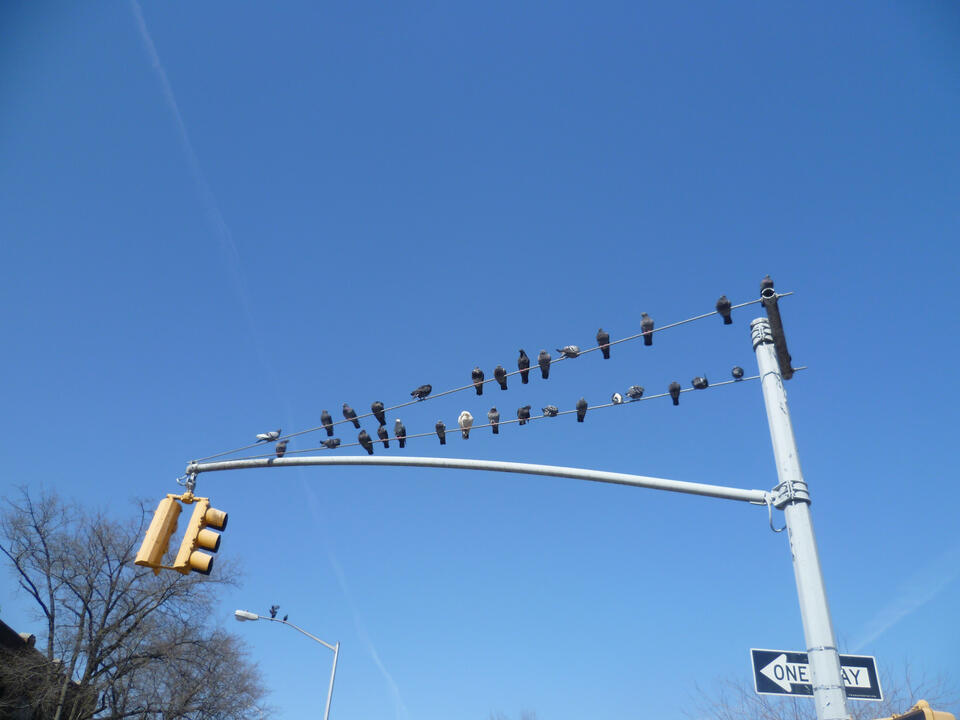 Resting Birds II